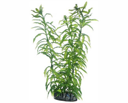 Hobby Plant Heteranthera 25 CM