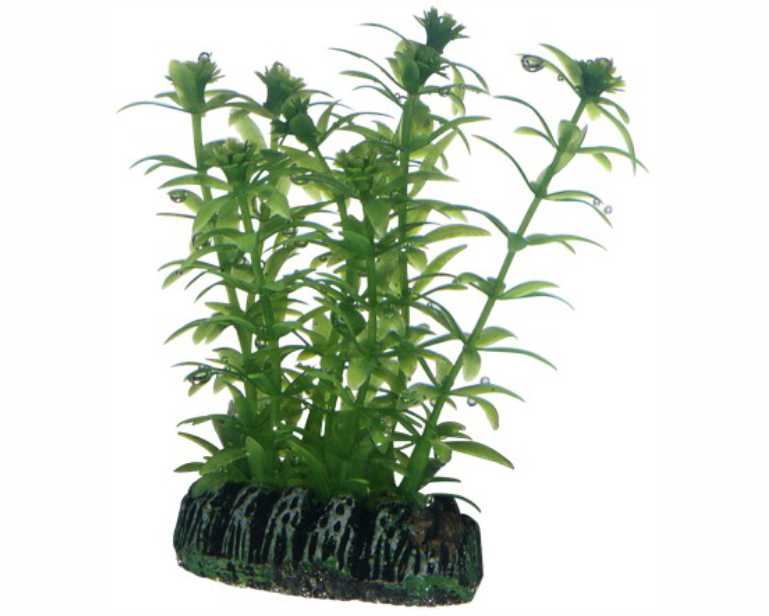 Hobby Plant Lagarosiphon 7 CM