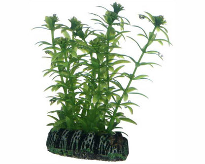 Hobby Plant Lagarosiphon 7 CM