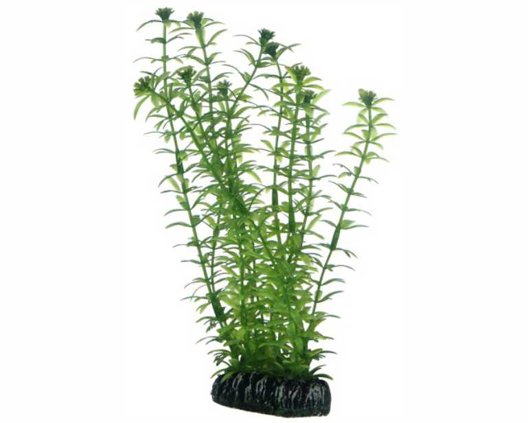 Hobby Plant Lagarosiphon 20 CM