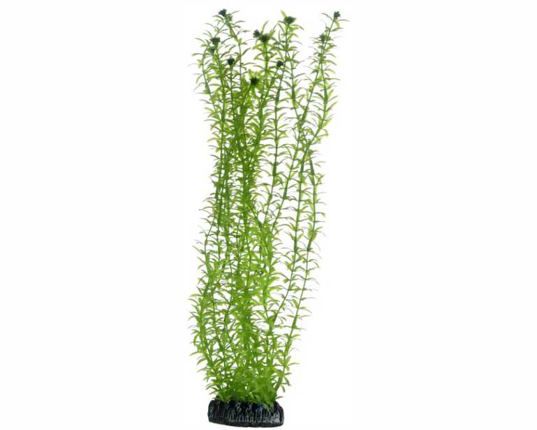Hobby Plant Lagarosiphon 34 CM
