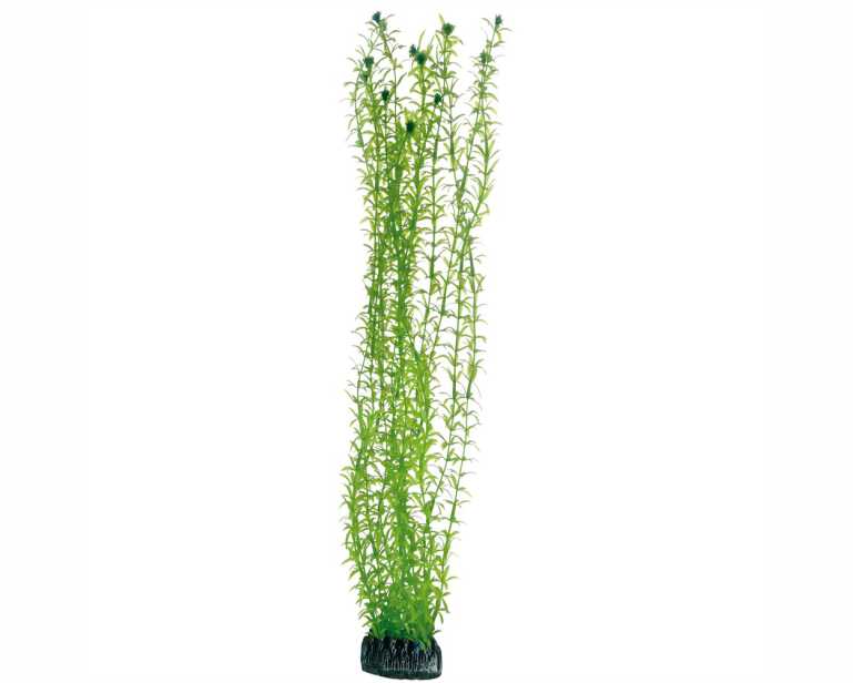 Hobby Plant Lagarosiphon 60 CM