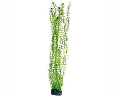 Hobby Plant Lagarosiphon 60 CM