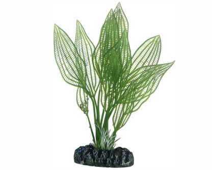 Hobby Plant Aponogeton 16 CM