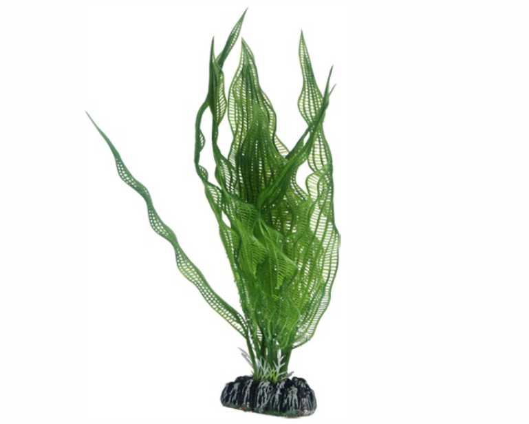 Hobby Plant Aponogeton 25 CM