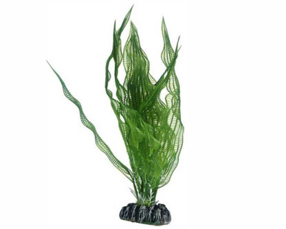 Hobby Plant Aponogeton 25 CM
