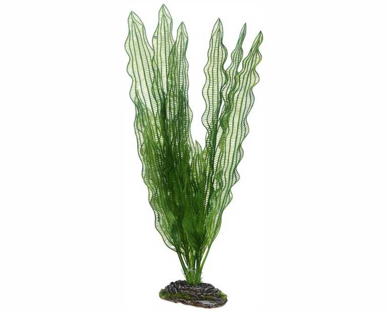 Hobby Plant Aponogeton 40 CM