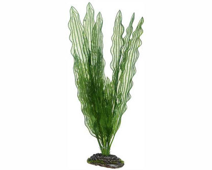 Hobby Plant Aponogeton 40 CM