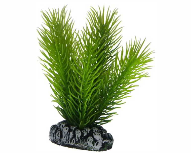Hobby Plant Mayaca 7 CM