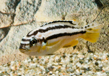 Melanochromis Auratus