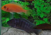 Maylandia Zebra Red + Blue