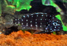 Tropheus Duboisi Maswa