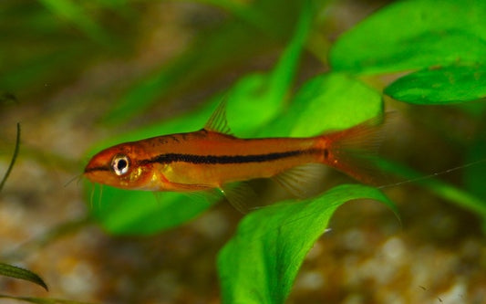 Physoschistura Mango