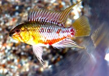 Apistogramma Hongsloi Only Males