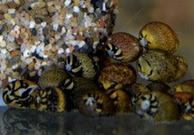 Neritina Sp. Mix