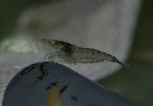 Feeder Shrimp