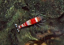 Caridina Cantonensis Crystal Red