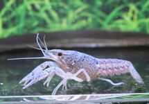 Procambarus Alleni