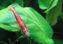 Neocaridina Davidi Red