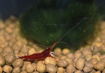 Caridina Dennerli