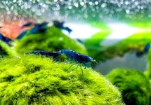 Neocaridina Davidi Blue Diamond