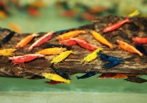 Neocaridina Davidi Mixed