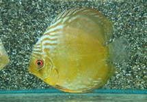 S. Aequifasciatus Cameta