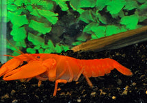 Cherax Sp. Orange