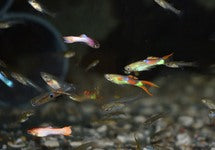 Poec. Wingei Mixed (M/F)