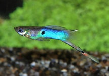 Poec. Wingei Japan Blue Male