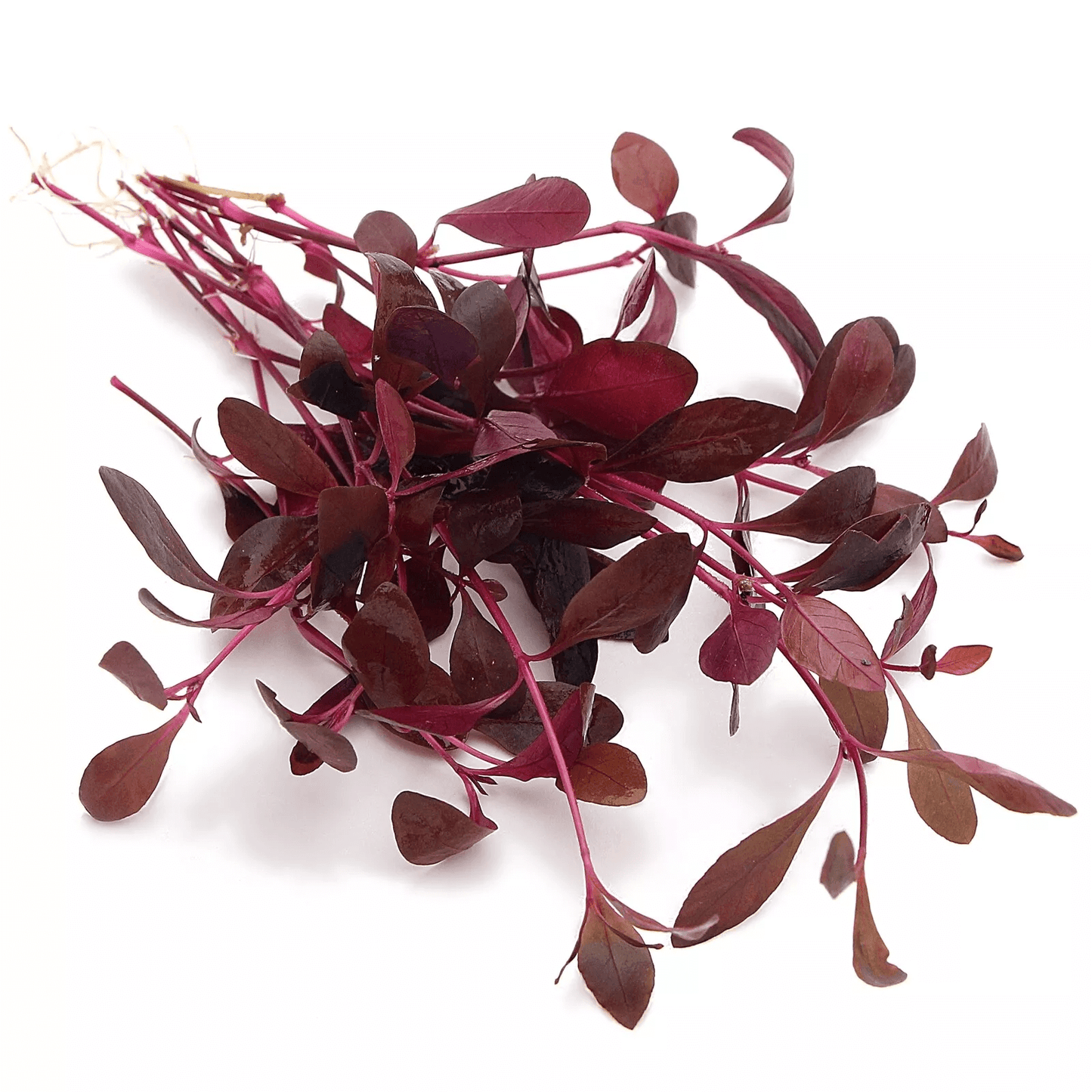 Alternanthera Sessilis