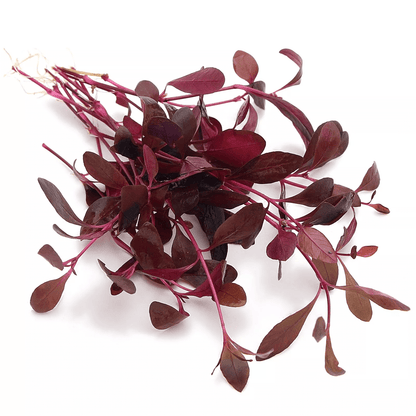 Alternanthera Sessilis