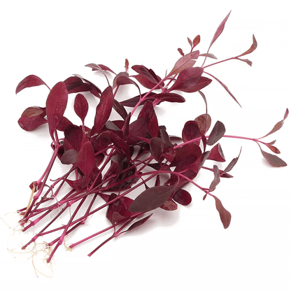 Alternanthera Sessilis