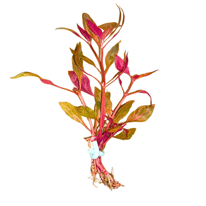 Alternanthera Rosanervig