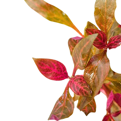 Alternanthera Rosanervig