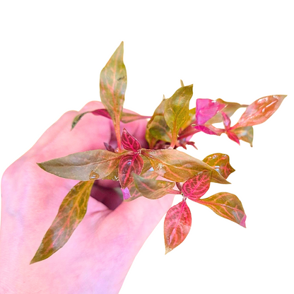 Alternanthera Rosanervig