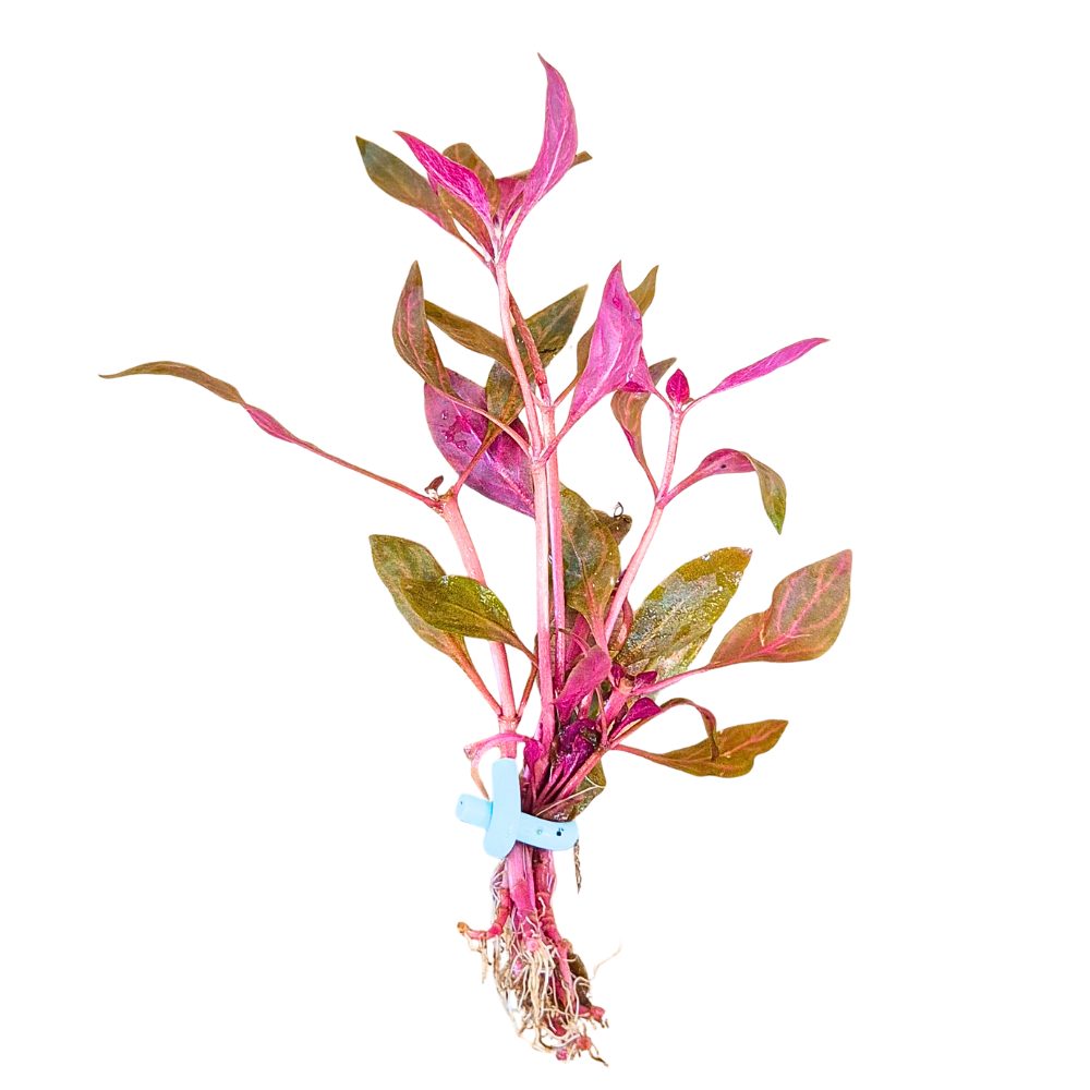 Alternanthera Rosanervig