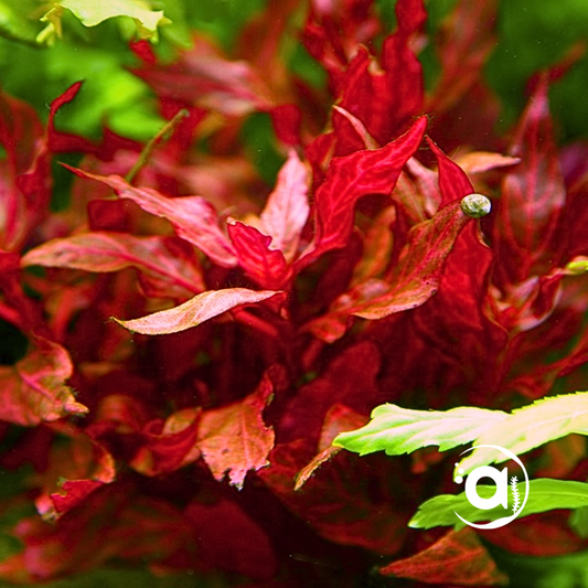 Alternanthera Rosanervig