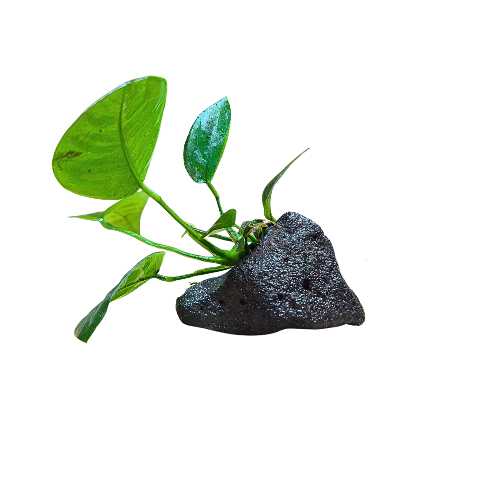 Anubias barteri