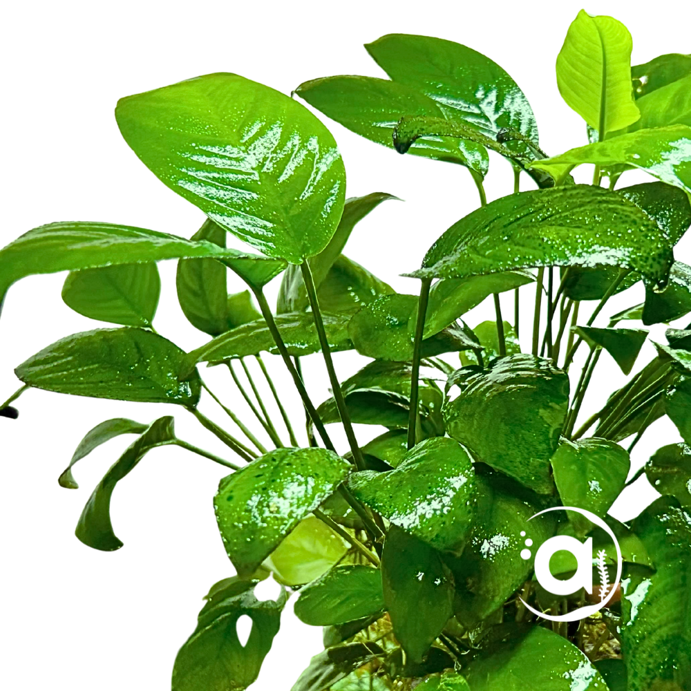 Anubias barteri