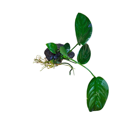 Anubias barteri