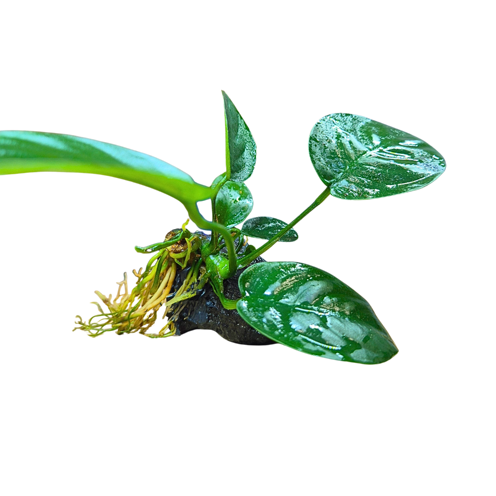 Anubias barteri