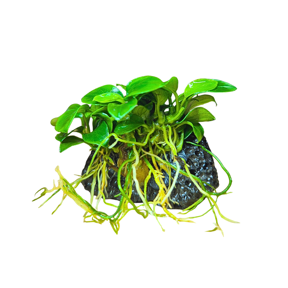 Anubias Bonsai