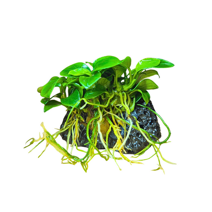 Anubias Bonsai
