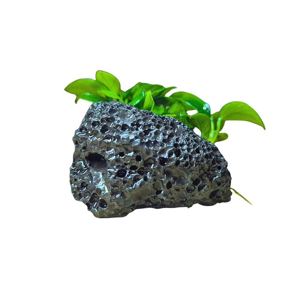 Anubias Bonsai
