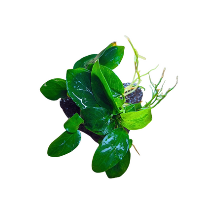 Anubias Nana