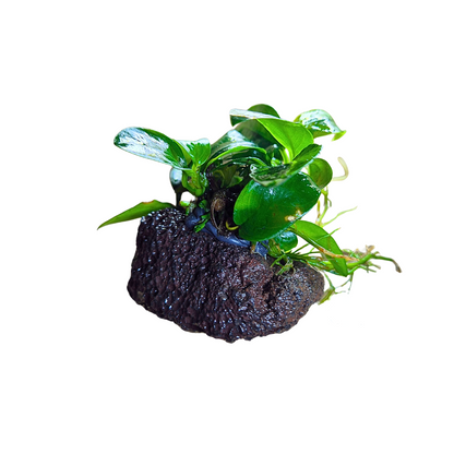 Anubias Nana