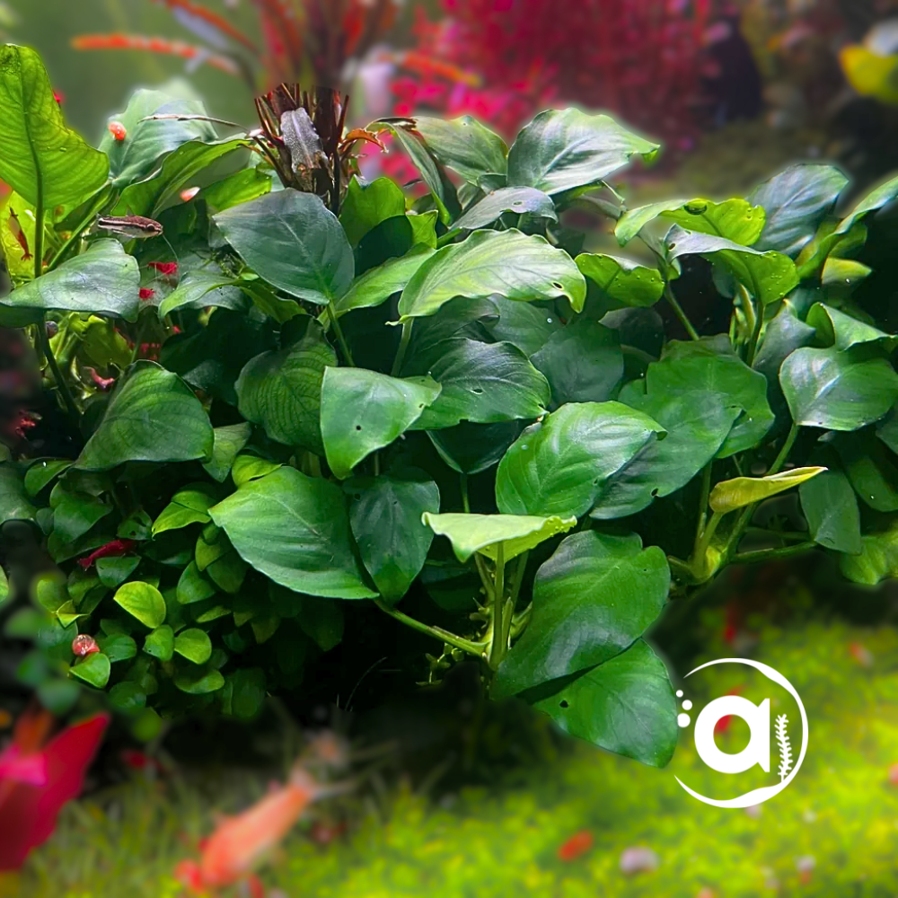 Anubias Nana
