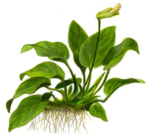 Anubias Nana