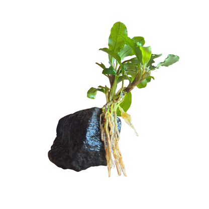 Bucephalandra sintang